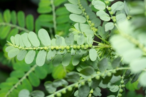 Image showing a chamberbitter stem with leaves and fruits visible