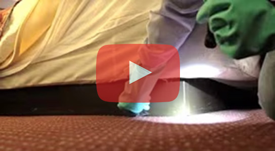 Video: How to Check for Bed Bugs