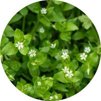 Chickweed