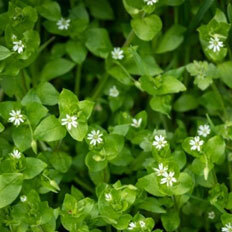 Chickweed Guide