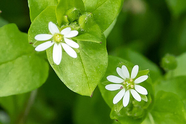 Image of chickweed plants