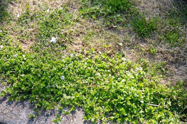 Image showing a patch of chickweed among dead grass