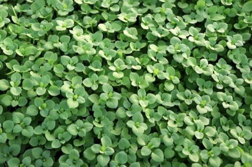 Image of young chickweed plants with no flowers