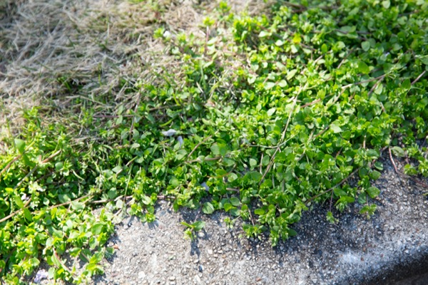 Image showing a patch of chickweed among dead grass