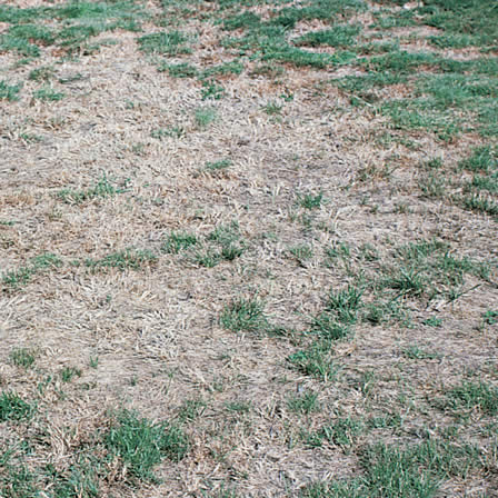 Image showing chinch bug damage in the grass