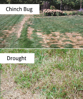 How To Check For Chinch Bugs | Chinch Bug Damage & Treatment