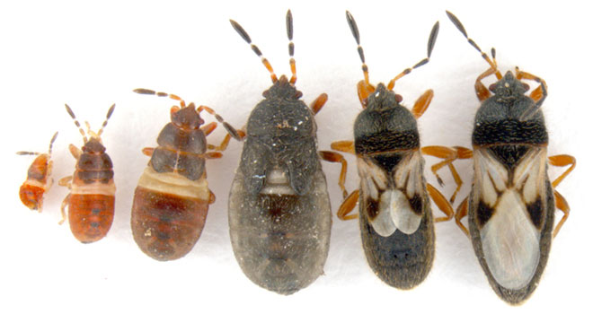 Image showing chinch bugs at various stages of life