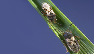Image of chinch bugs on a blade of grass