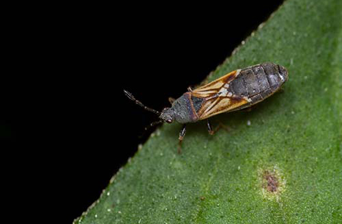 Image of a chinch bug on a leaf