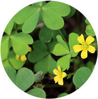 Oxalis