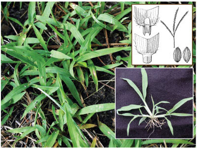 Image and diagram of crabgrass