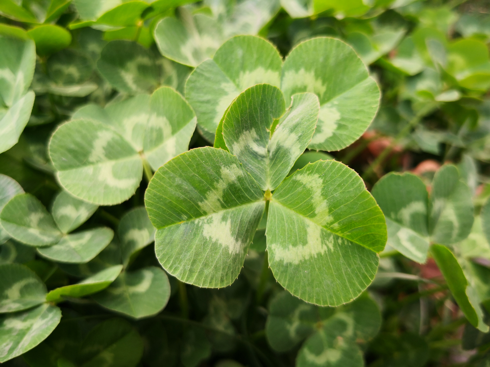 a clover up close