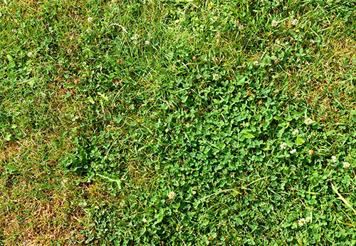 Image of clover in the lawn