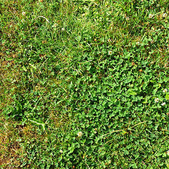 <strong>Weeds Already Showing?</strong>