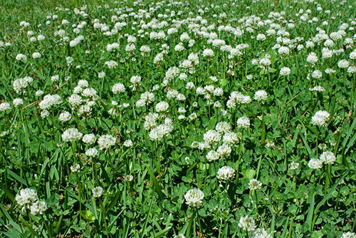 a yard full of clover