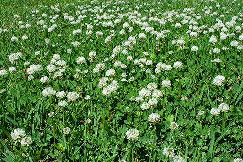 Is Clover a Weed & What Does It Look Like | Clover Identification Guide