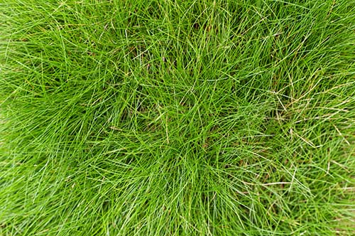 fescue grass identification