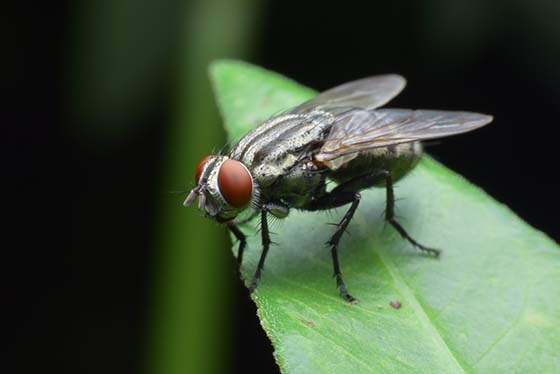 How To Get Rid of Cluster Flies - Cluster Fly Control Guide