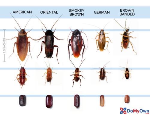 Cockroach Age Size 