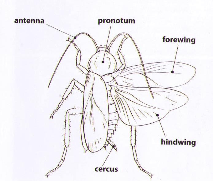 do all cockroaches travel in groups