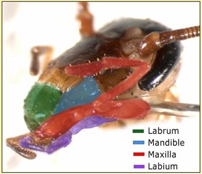 do all cockroaches travel in groups