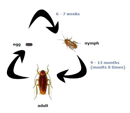 do cockroaches travel in packs