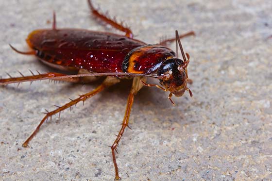 Image of a cockroach on a floor