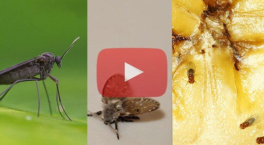 Video: Which Small Fly Are You Seeing?