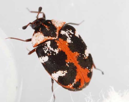 IDENTIFYING AND ELIMINATING CARPET BEETLES: 8 EASY STEPS TO FOLLOW! – Only  Hangers Inc.