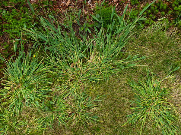 Image of a lawn full of crabgrass