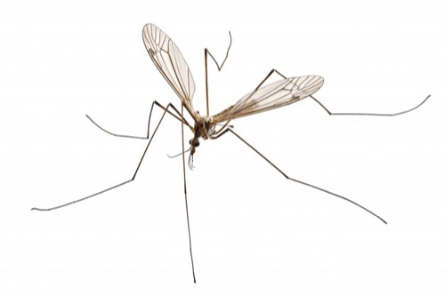 Crane Fly Image 