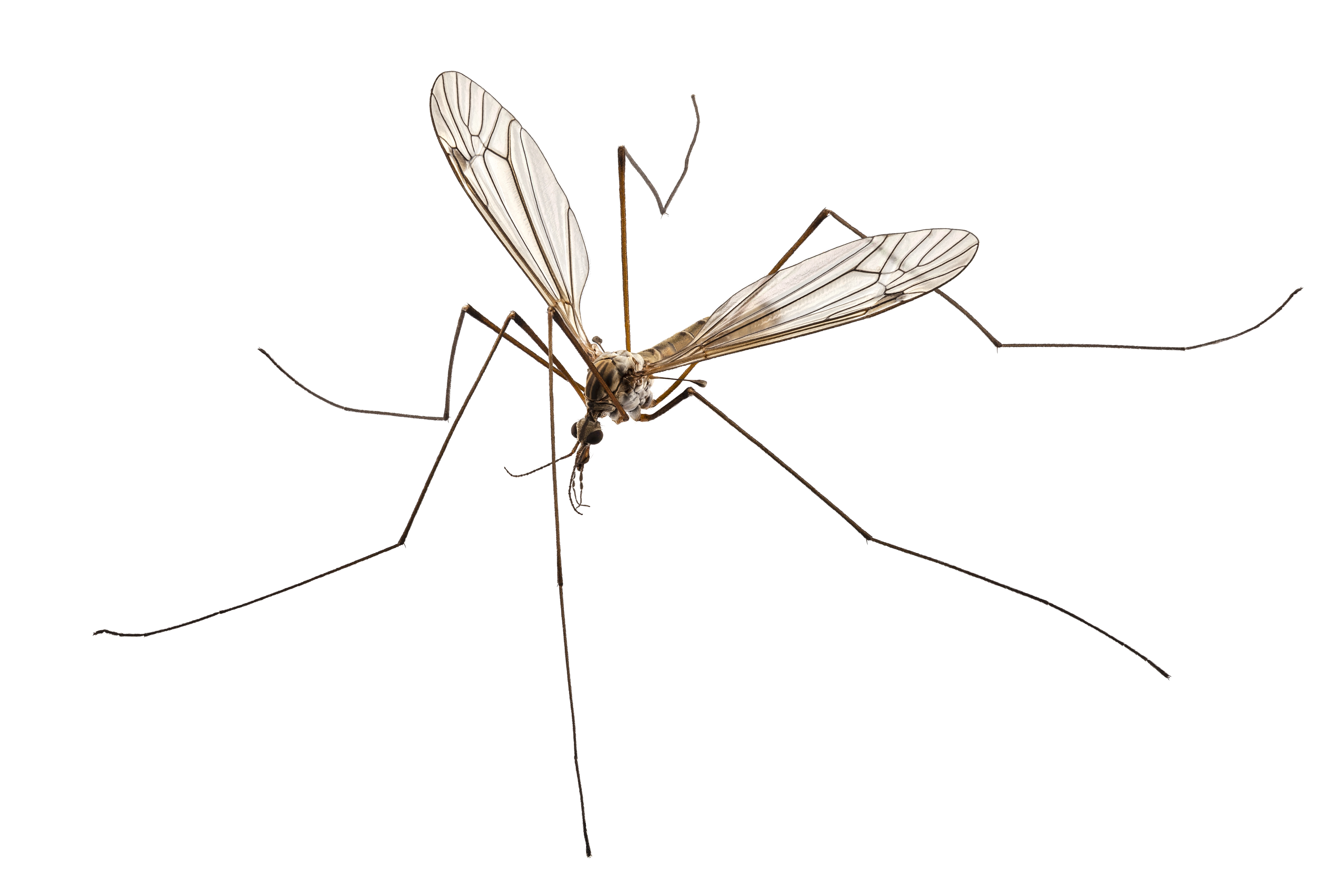 Image of a crane fly
