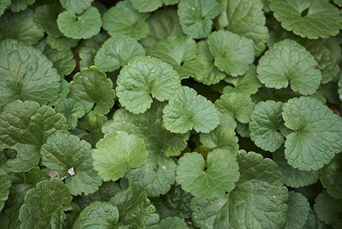 creeping weeds identification