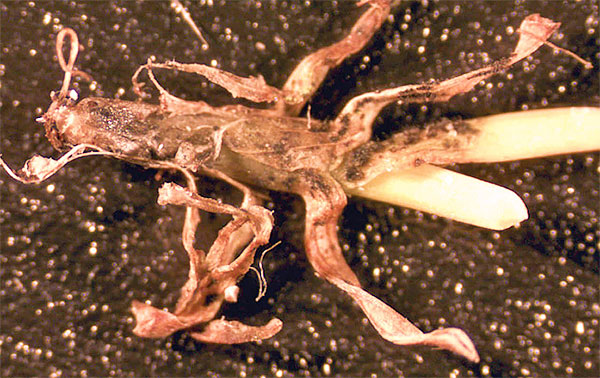 Image of anthracnose in grass at the crown rot phase