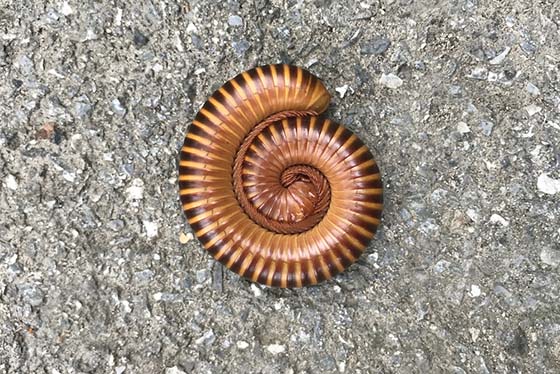 Image of a millipede curled up