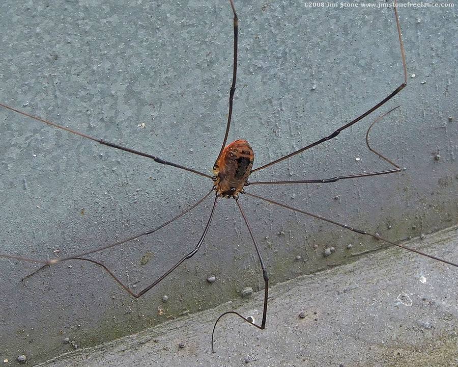 Daddy Long Legs Spider Harvestman Are Daddy Long Legs Poisonous Domyown Com