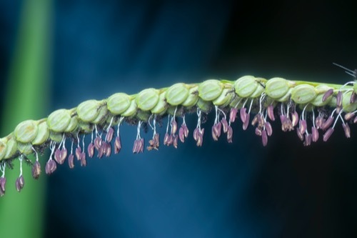 dallisgrass flower head