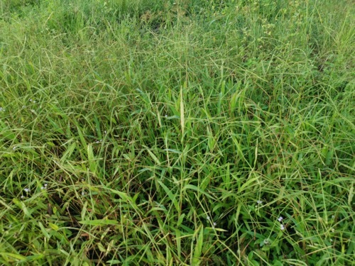 a dallisgrass clump among turf