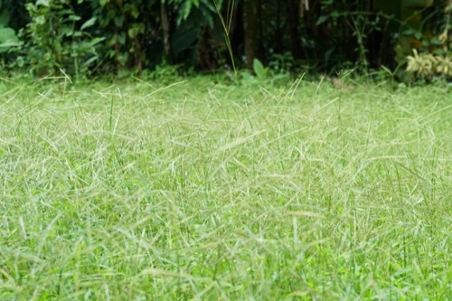 a tall patch of dallisgrass