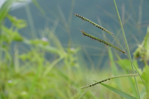 a side view of a dallisgrass seed head
