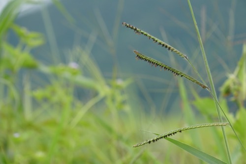 Dallisgrass Identification Guide