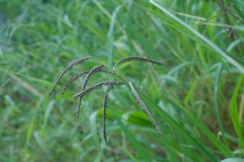 dallisgrass seedhead in the foreground