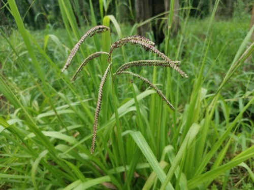 dallisgrass among other grass