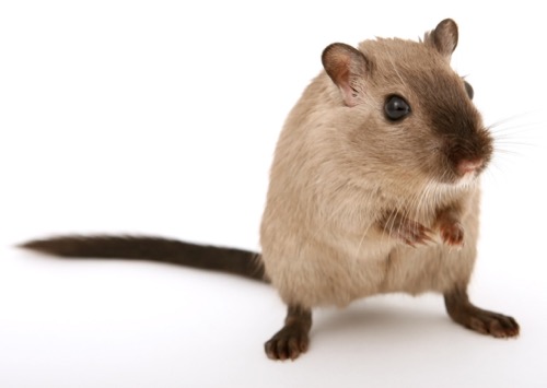 How to Remove a Dead Rodent Smell - Venom Pest