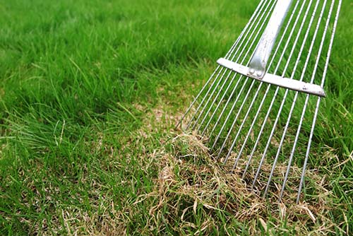 Image of a rake dethatching a lawn