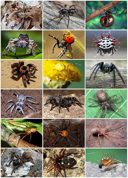Spider Identification Chart Georgia