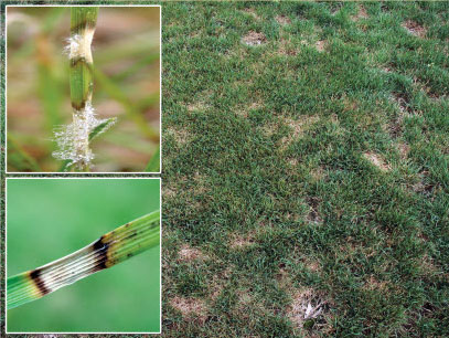 Image montage of dollar spot fungus