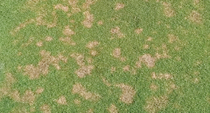 Image of dollar spot in lawn