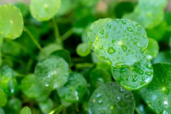 dollarweed leaves covered in raindrops