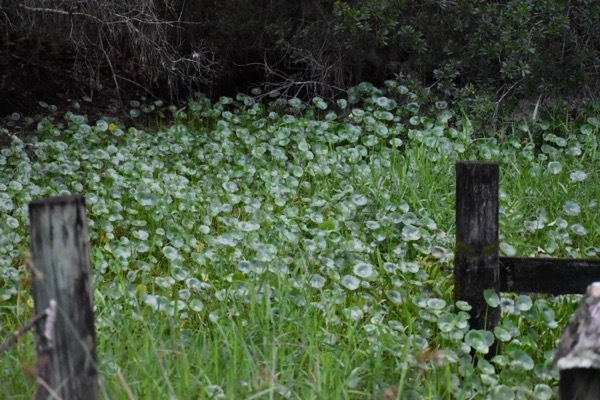 a dense patch of dollarweed among grass near a fence